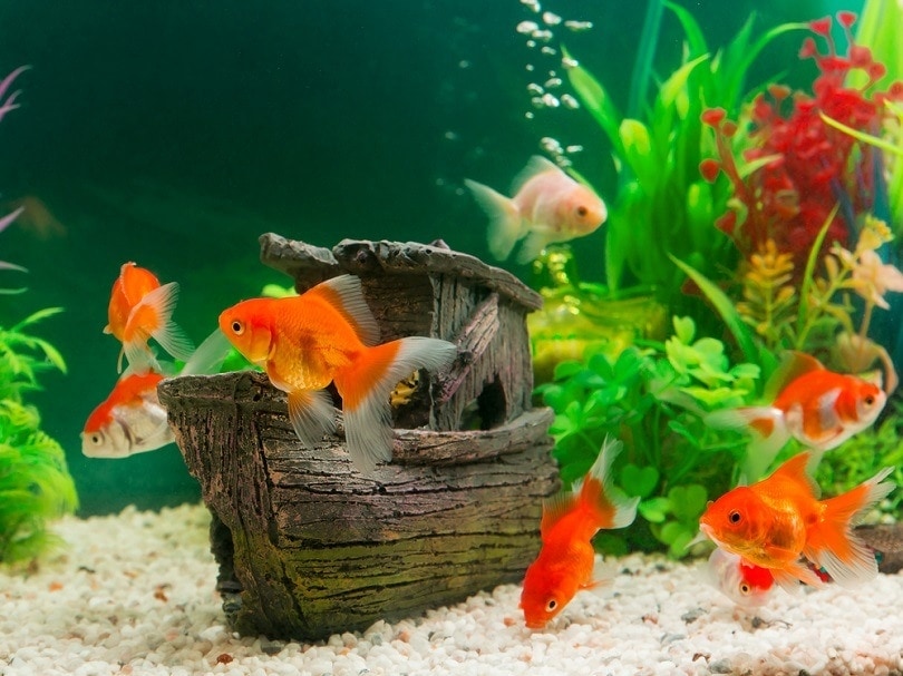 Goldfish-in-freshwater-aquarium_luckypic_shutterstock.jpg
