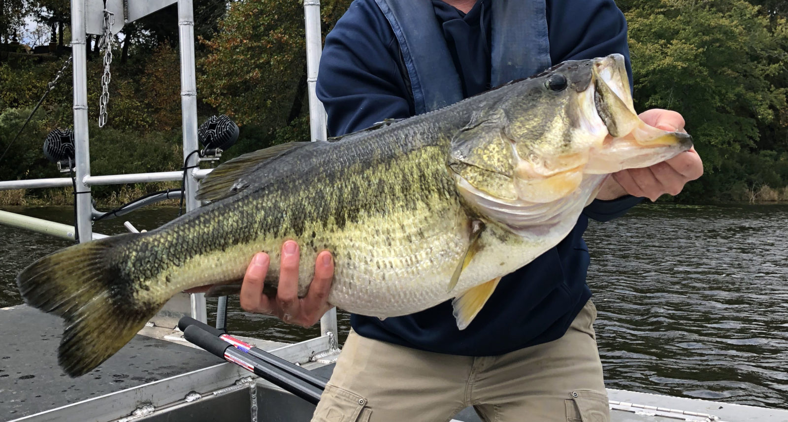 fisheries-management-largemough-bass-1600x857.jpg