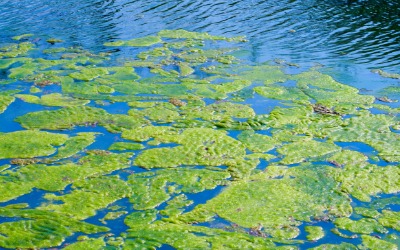 Blue-green_Algae.jpg