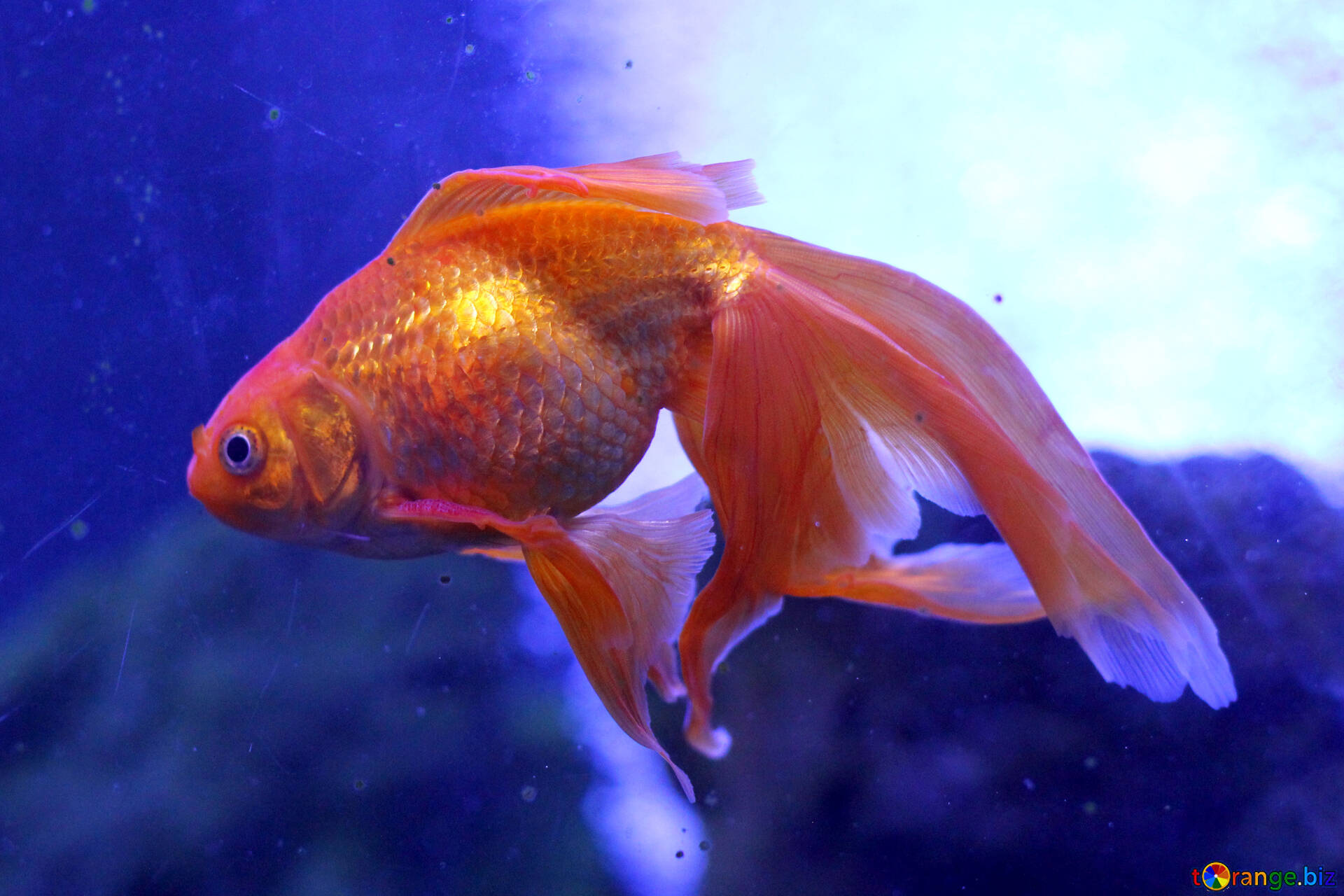 fish-ornamental-golden-goldfish-53931.jpg