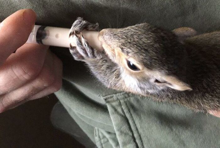 Woman-adapts-her-home-for-the-squirrel-she-rescued-as-a-baby-from-her-backyard-626749210b072__700.jpg