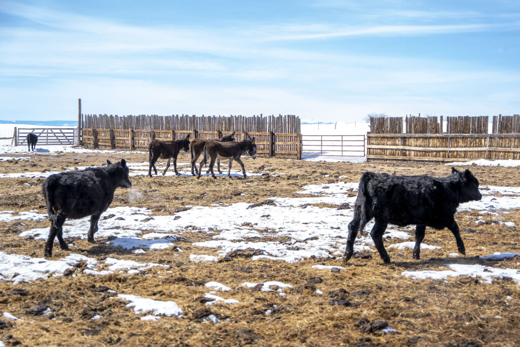 220318-JACKSON-COUNTY-WALDEN-GITTLESTON-RANCHES-GUARD-DONKEYS-ANIMALS-FARMS-WOLVES-SAMBRASCH-05-1024x683.jpg