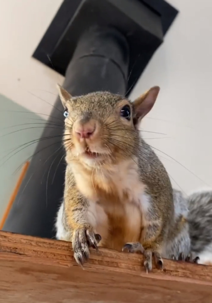 Woman-adapts-her-home-for-the-squirrel-she-rescued-as-a-baby-from-her-backyard-6267d6cd7a8fe-png__700.jpg