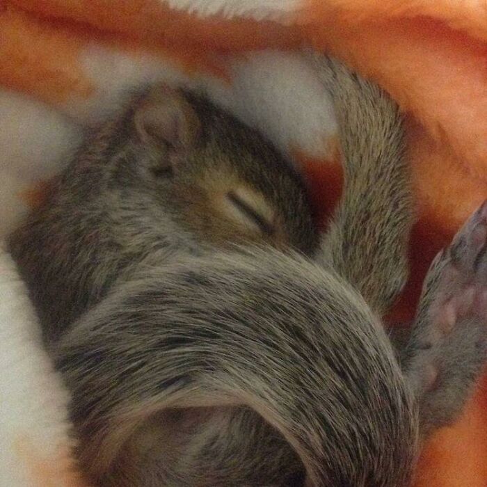 Woman-adapts-her-home-for-the-squirrel-she-rescued-as-a-baby-from-her-backyard-626749272b819__700.jpg