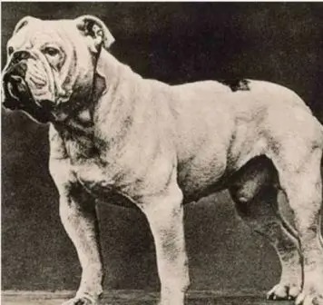 old-english-bulldog-1.jpg