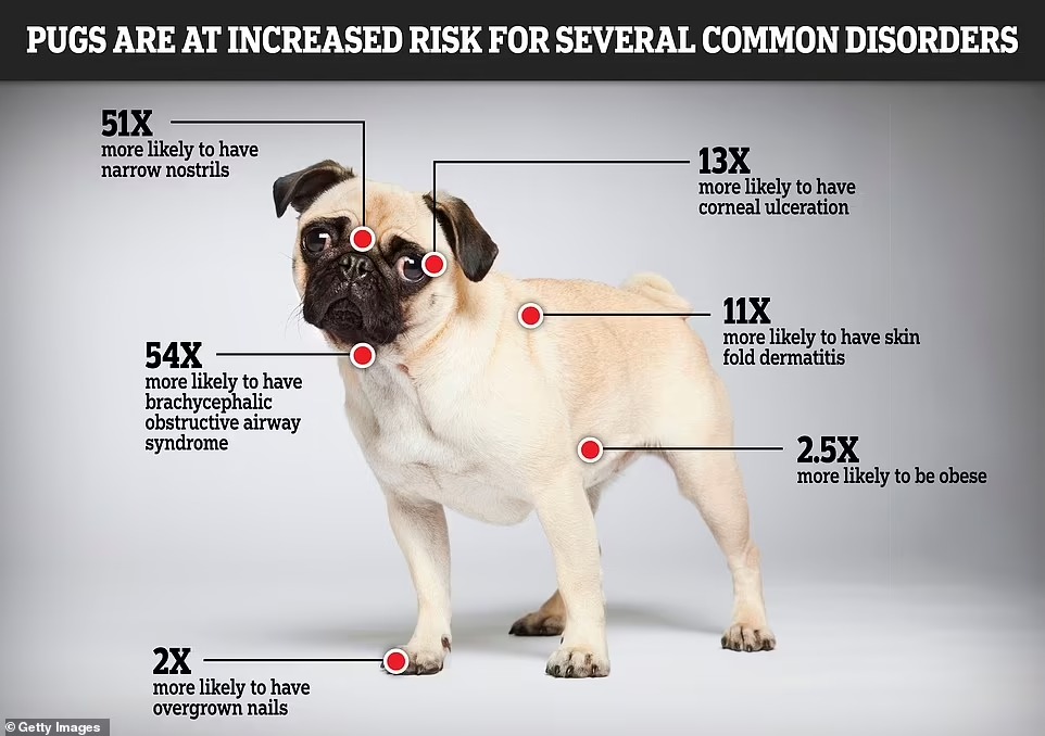 57923489-0-Pugs_are_significantl.jpg
