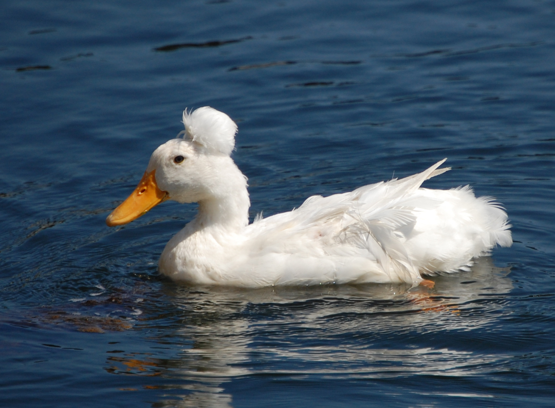 Domestic-crested-duck-CamdenME.jpg