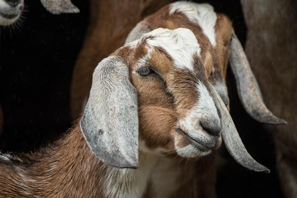 nubian-goat-yearlings-feature.jpg