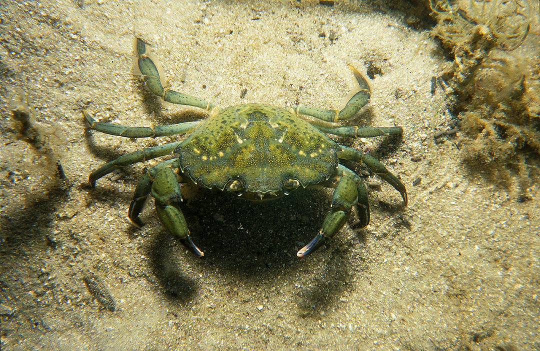 CSIRO_ScienceImage_864_Carcinus_maenas_European_Green_Crab.jpg