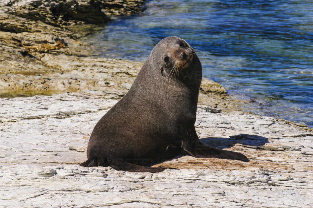 fur-seal-kaikoura-peninsula-south-island-new-zealand-RUNF02592.jpg