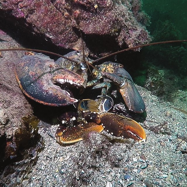 An-American-lobster-Homarus-americanus-eating-a-European-lobster-Homarus-gammarus-in_Q640.jpg