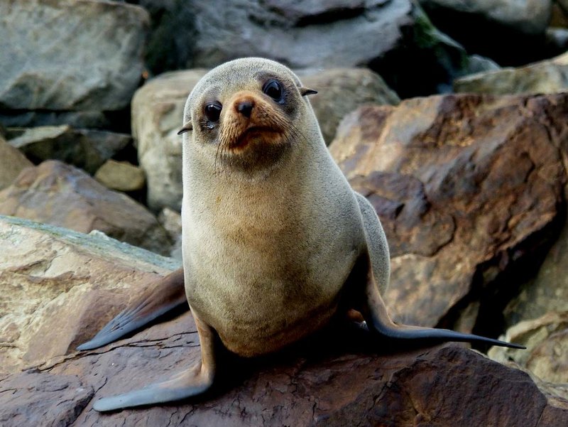 new_zealand_fur_seal.ef2b360.width-800.dd7d016.jpg