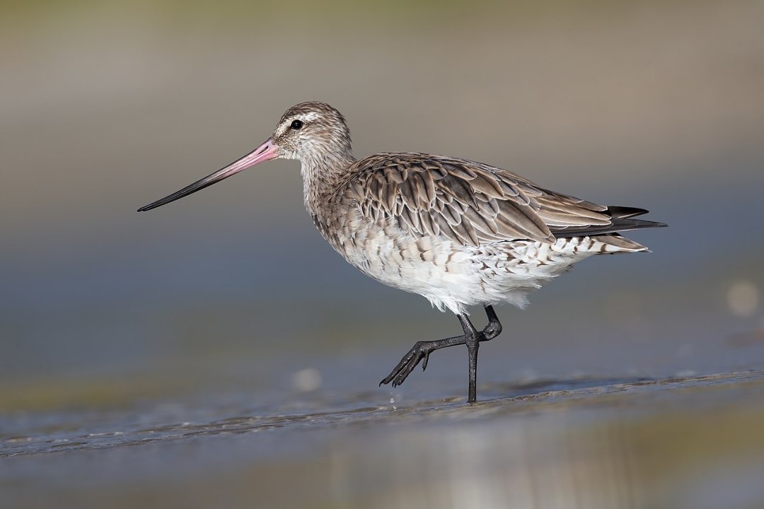 1280px-Limosa_lapponica_2_-_Taren_Point.jpg