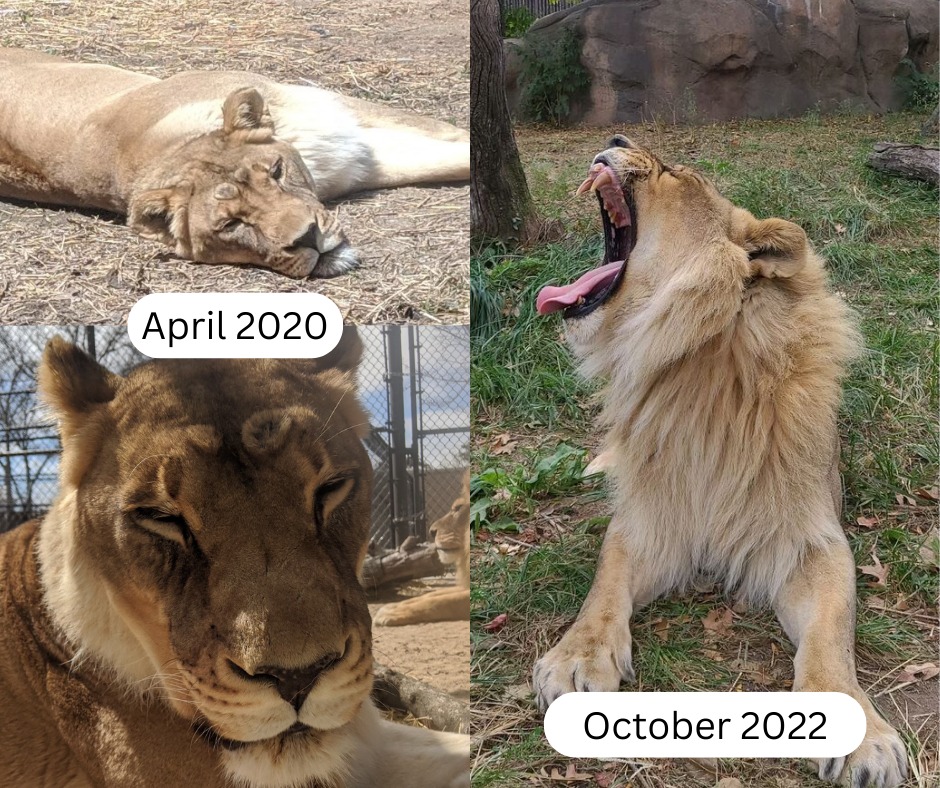 zuri-lioness-mane-Before-and-Aft.jpg