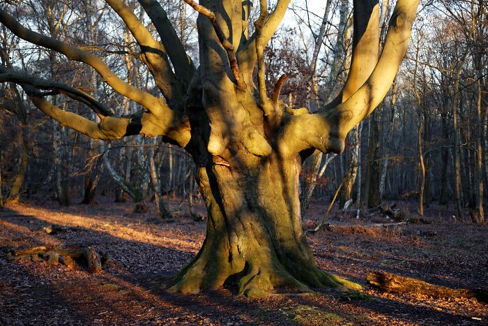 Epping_Forest_High_Beach_Waltham.jpg