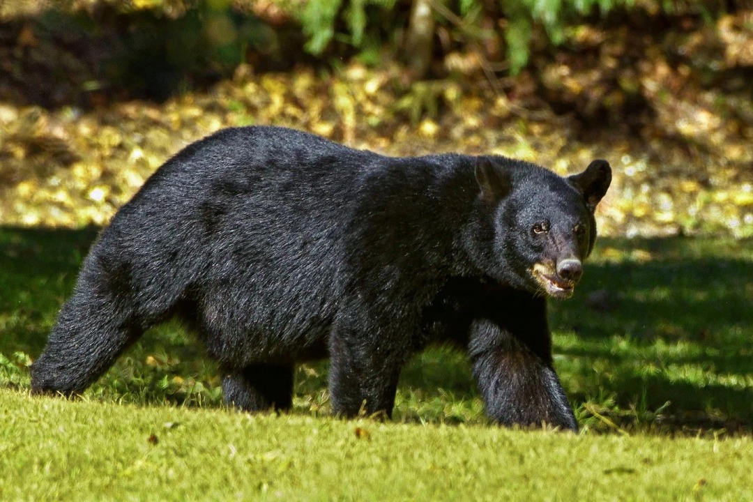 black-bear-g71052acd5_1920.jpg