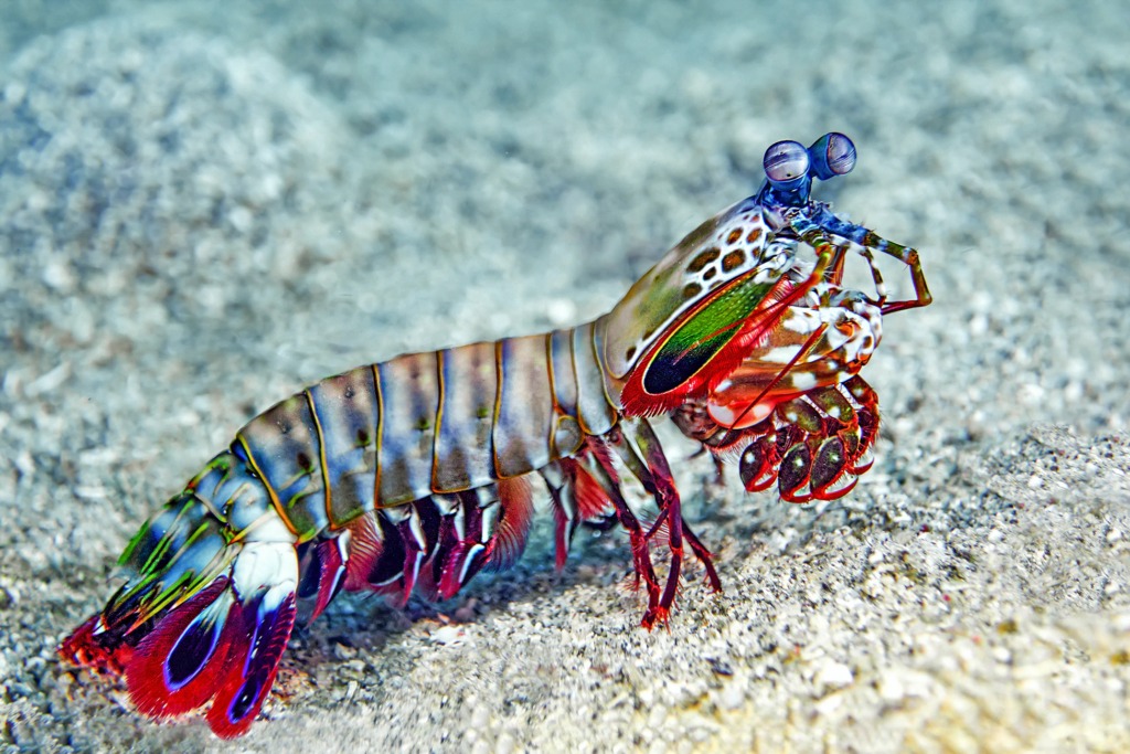 04-02-mantis-shrimp-1024x683.jpg