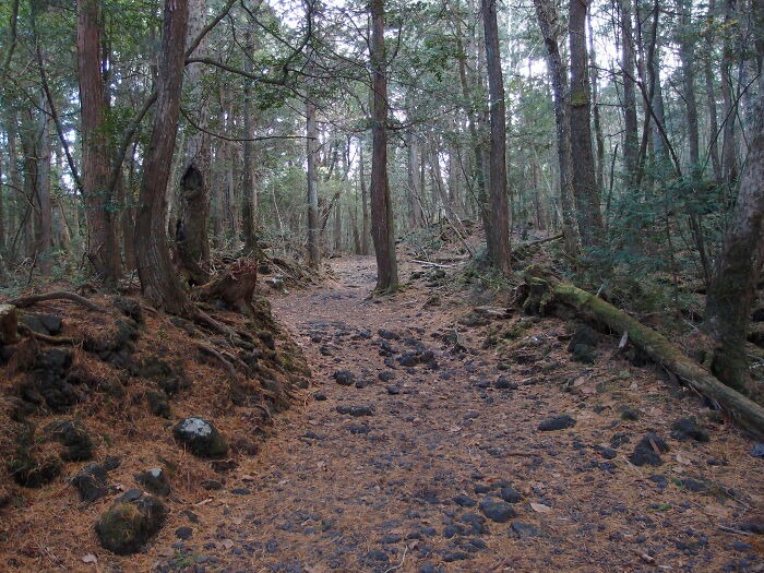 Aokigahara_Forest_10863465773-63.jpg