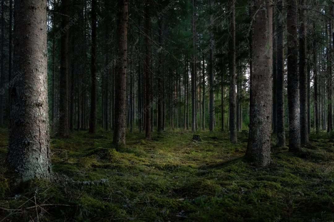 beautiful-shot-forest-with-tall-green-trees_181624-20615.jpg