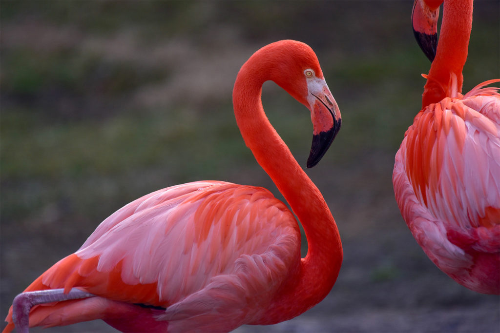 flamingo-1024x683.jpg