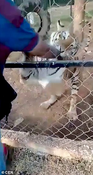 59110015-10927885-De_Jesus_screams_in_agony_as_the_tiger_pulls_his_hand_with_its_f-a-9_1655734990214.jpeg
