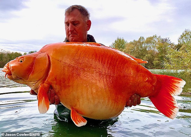 64771215-11452587-Angler_Andy_Hackett_holds_The_Carrot_a_huge_fish_weighing_a_whop-a-1_1669046683779.jpg
