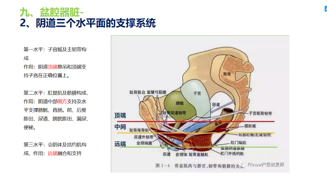 盆底肌结构解剖图图片