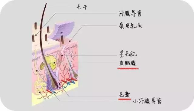 一種是蠕形蟎,寄生於毛囊內(人的臉部居多);另一種叫皮脂腺蟎,體型較