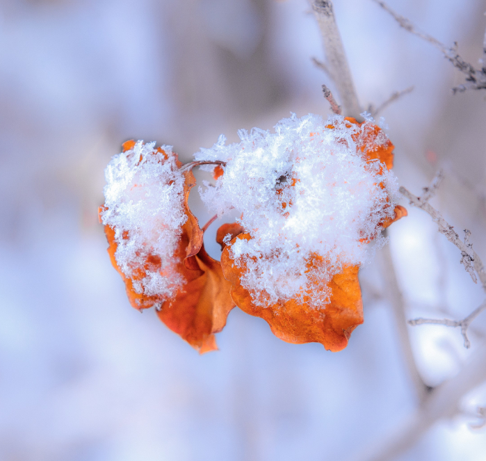 摄图网_501701231_内蒙古冬季树挂雪景特写（非企业商用）.jpg