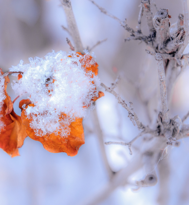 摄图网_501701231_内蒙古冬季树挂雪景特写（非企业商用）.jpg