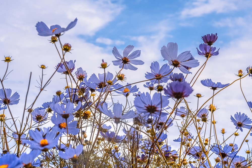 Spring Pictures | Download Free Images & Stock Photos on Unsplash