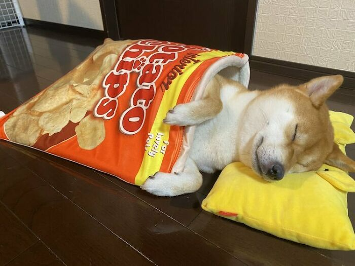 This Shiba Inu Loves Sleeping In &#39;Snack&#39; Beds And It&#39;s Too Adorable | Top13