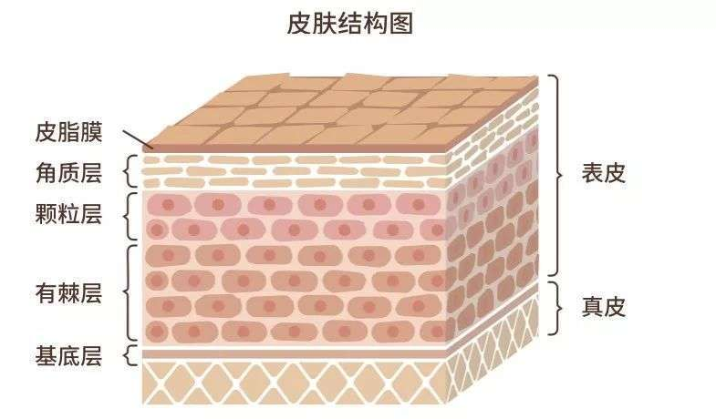 皮肤锁水差！从皮脂膜、角质层上找原因_保护- 全网搜