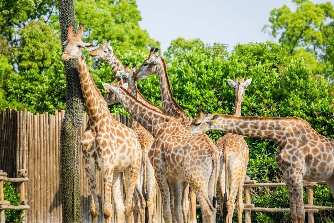 摄图网_501619541_上海野生动物园一群长颈鹿（企业商用）.jpg