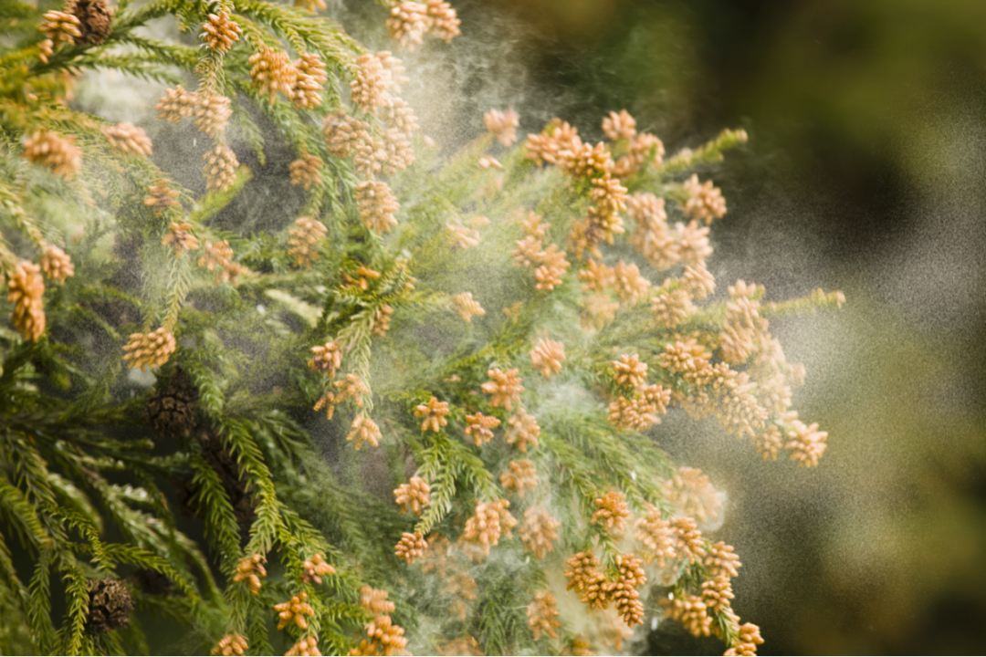 這花粉症只有日本人會得？！幕後兇手是「柳杉」 | | 鍵盤大檸檬| ETtoday新聞雲