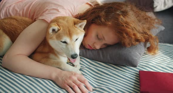 Redhead Student Sleeping at Home Hugging Shiba Inu Dog Lying on Bed  Together by silverkblack