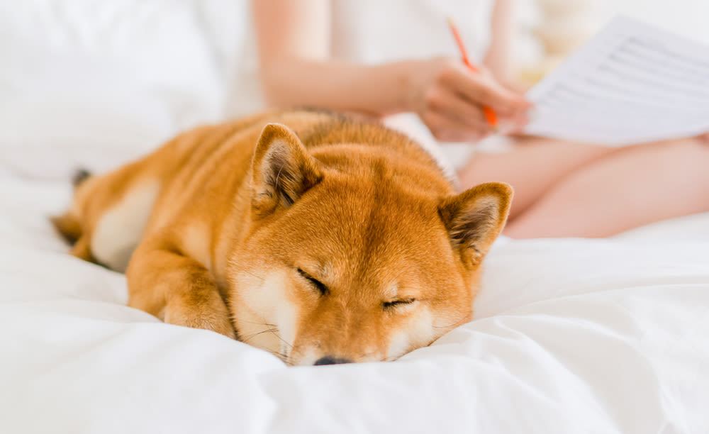 My Dog Sleeps All Day – Is that Normal? · The Wildest